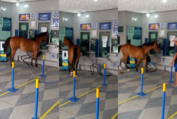 Cavalo invade casa lotérica no interior da Paraíba  e assusta funcionários e clientes