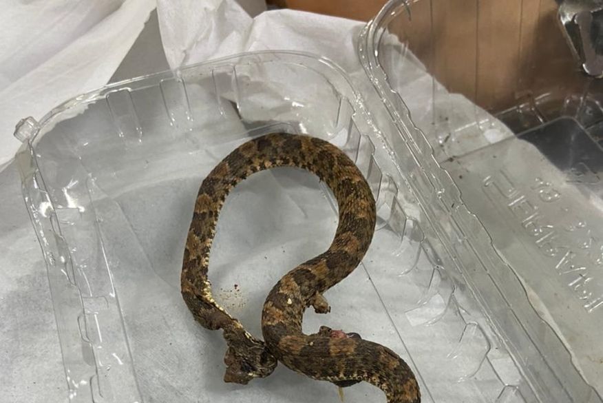 Criança é internada no Hospital de Trauma após ser picada por cobra jararaca